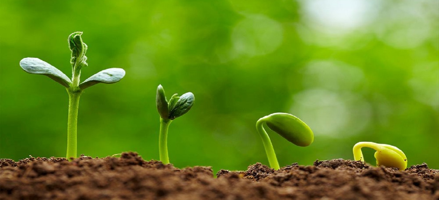 PHÂN BÓN 100% ORGANIC